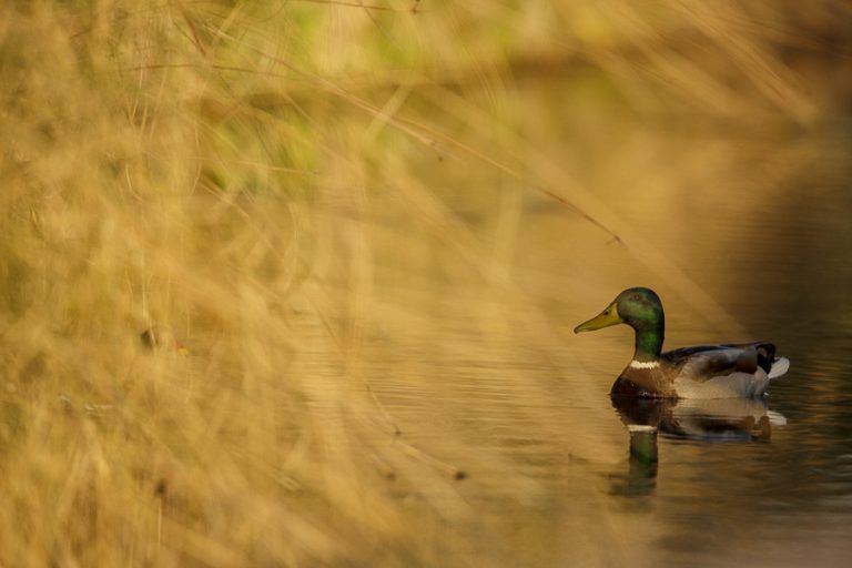 Anem a practicar Birdwatching al Delta de Llobregat?