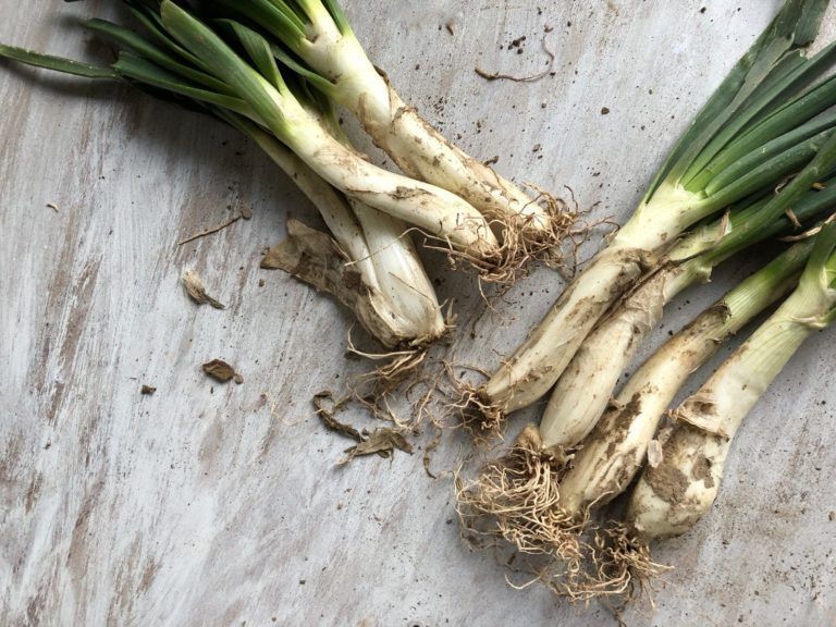 Receta: calçots con salsa romesco