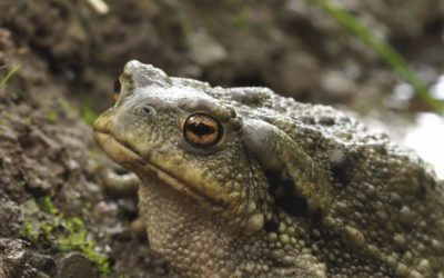 Descubre los peligros para los anfibios y cómo ayudarles