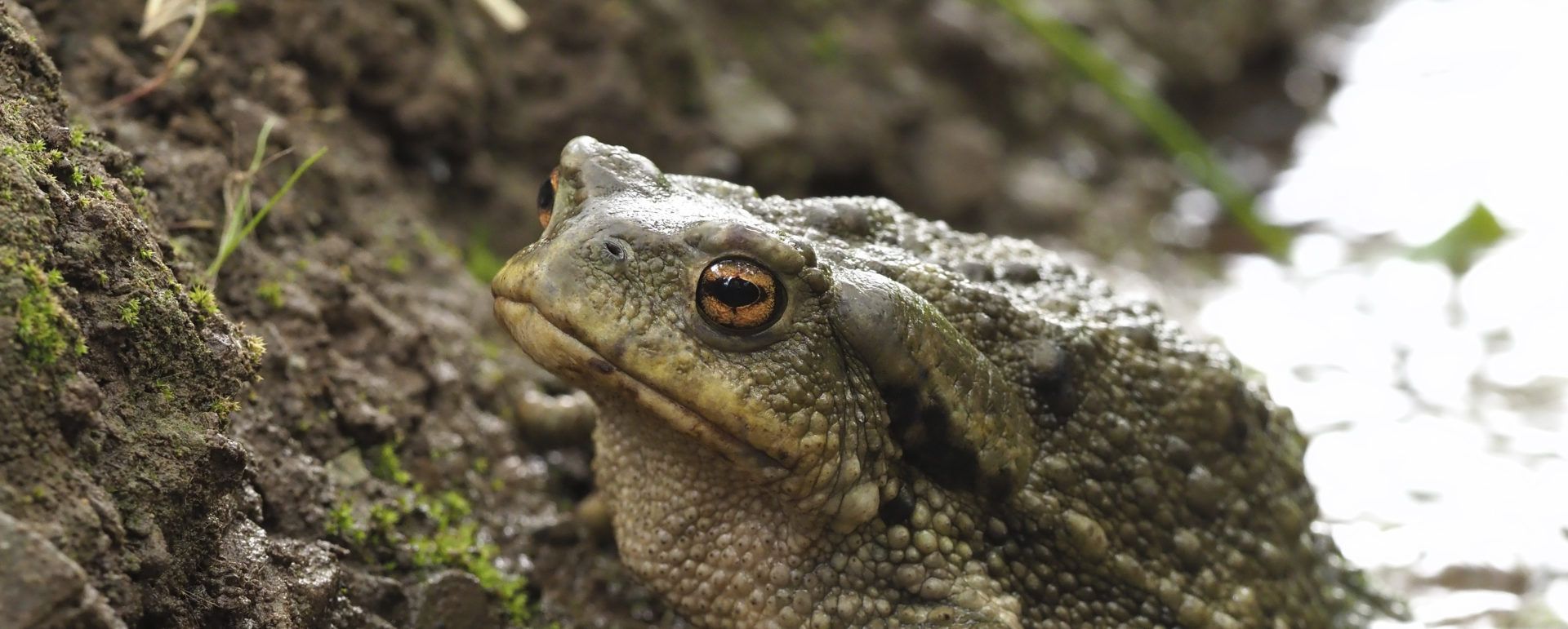Learn about the dangers that amphibians face and how you can help them