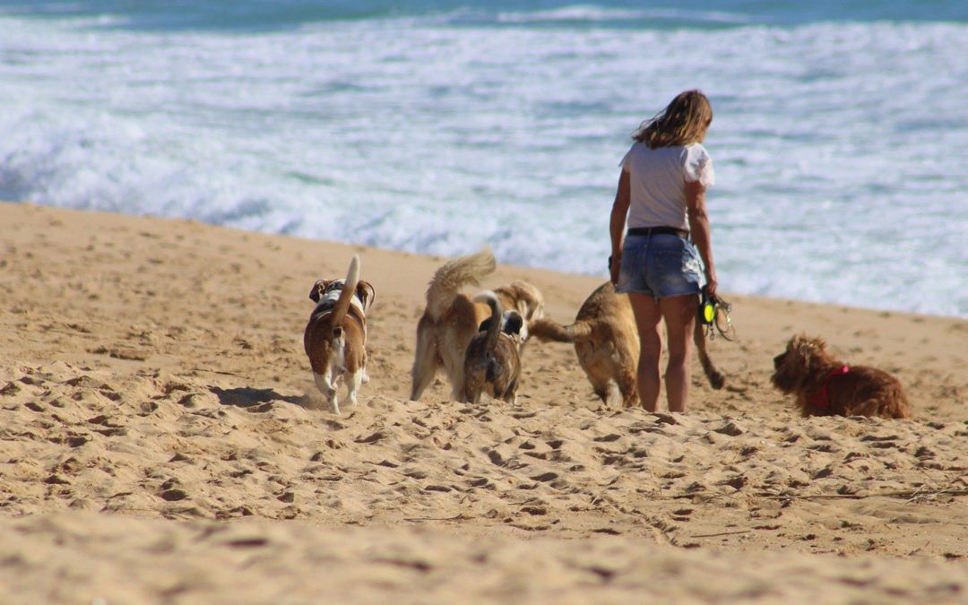 10 Platges per gaudir de l’estiu amb el teu gos