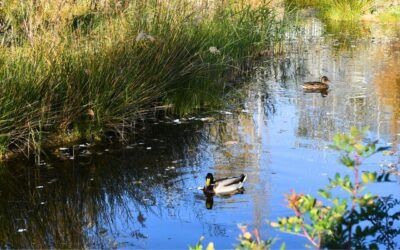 Centre Esplai reafirma su compromiso con la sostenibilidad
